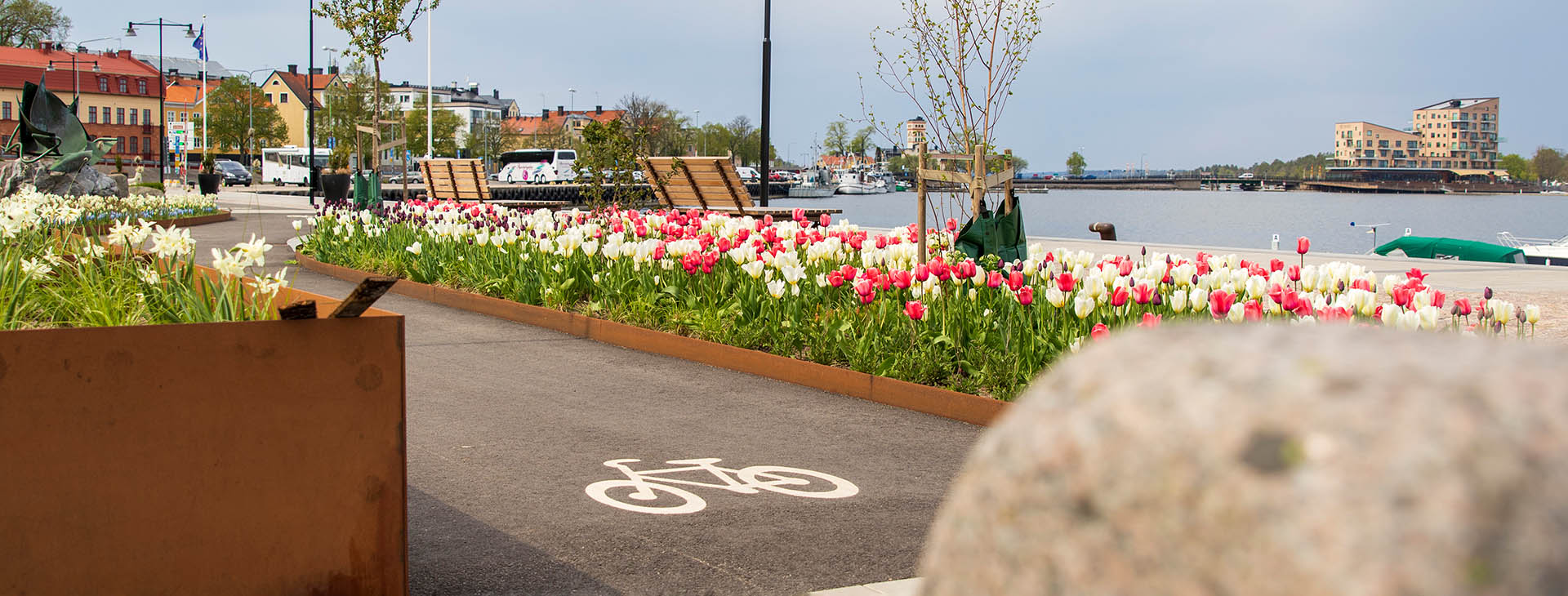 Cykelbana vid blommande tulpaner. 