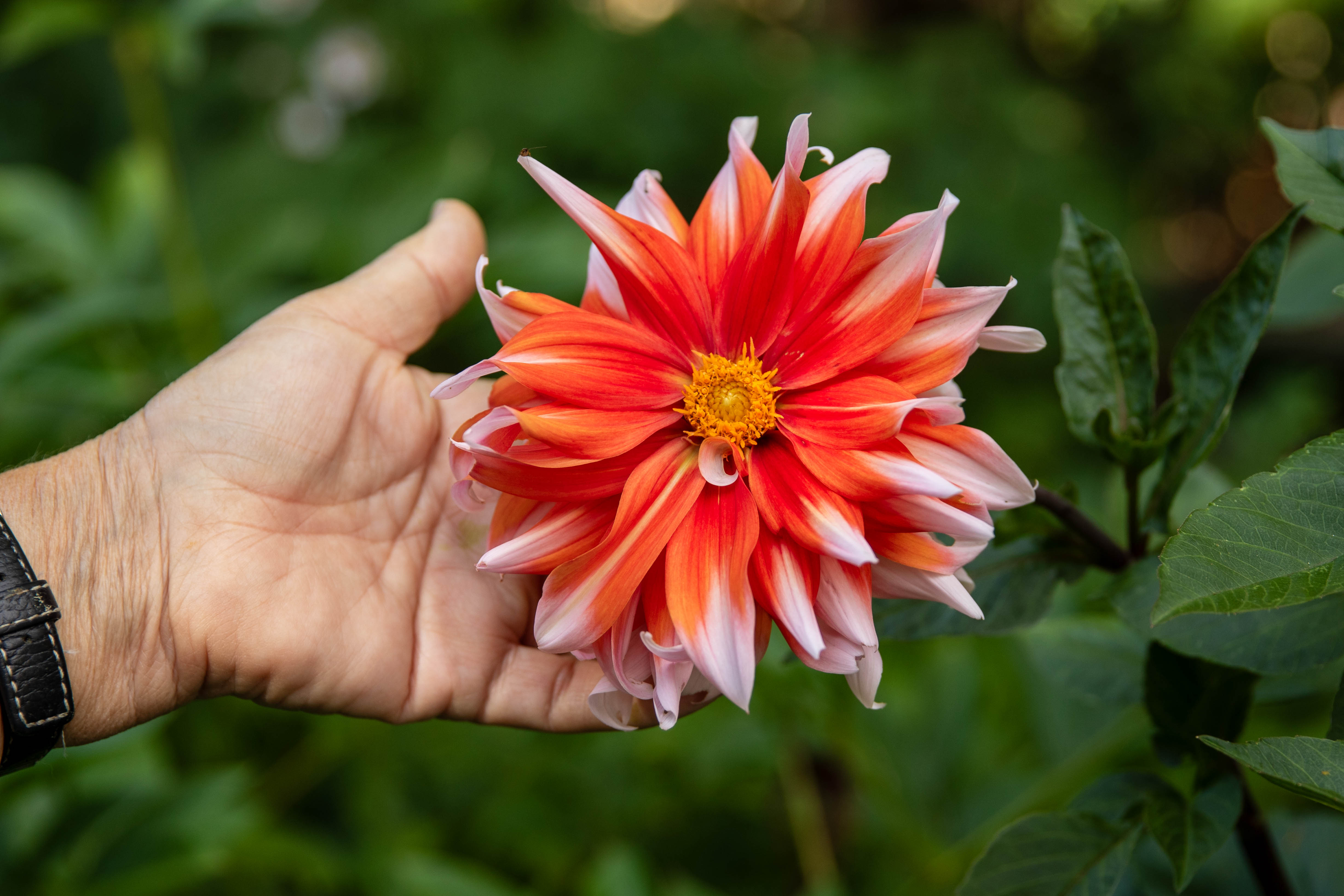 Trädgård i Gamleby.