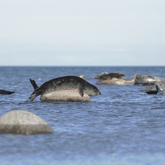 Knubbsälar på klippor. 