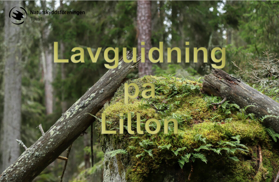 En stock som ligger på en sten med . Stenen är fylld av mossa och stocken av olika lavar.