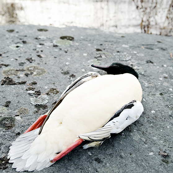 död sjöfågel