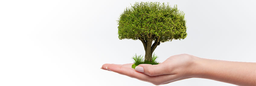 Bild på en hand som håller i ett litet träd. Symboliserar att växa.