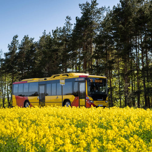 buss som kör bakom ett rapsfält