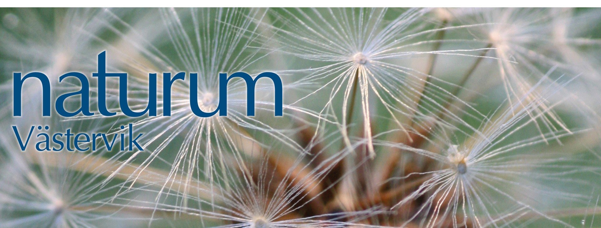 Maskros i fröställning.