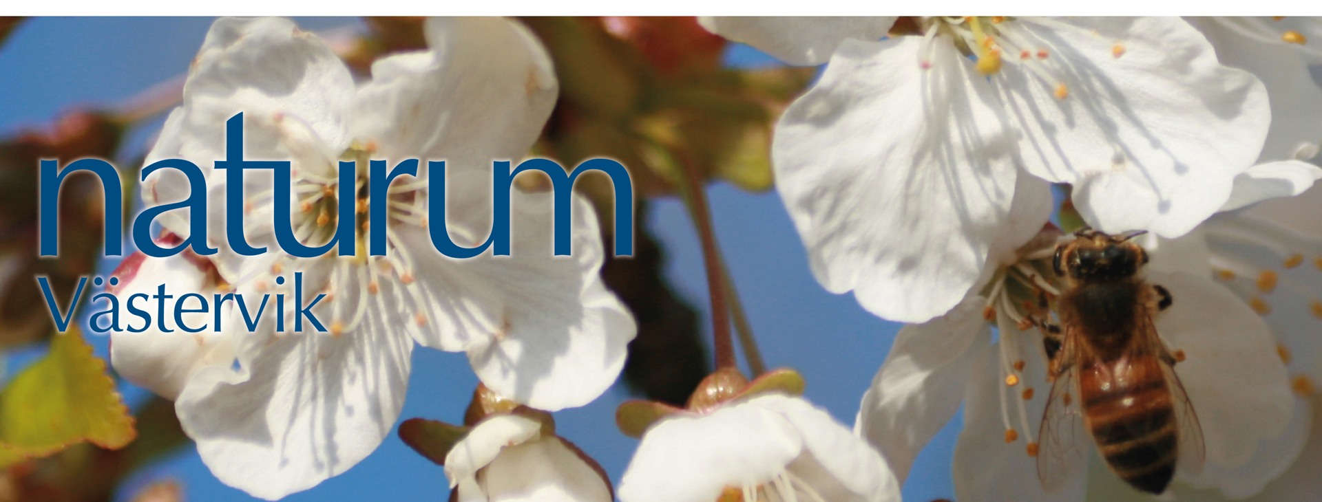 Bi på äppelblomma.