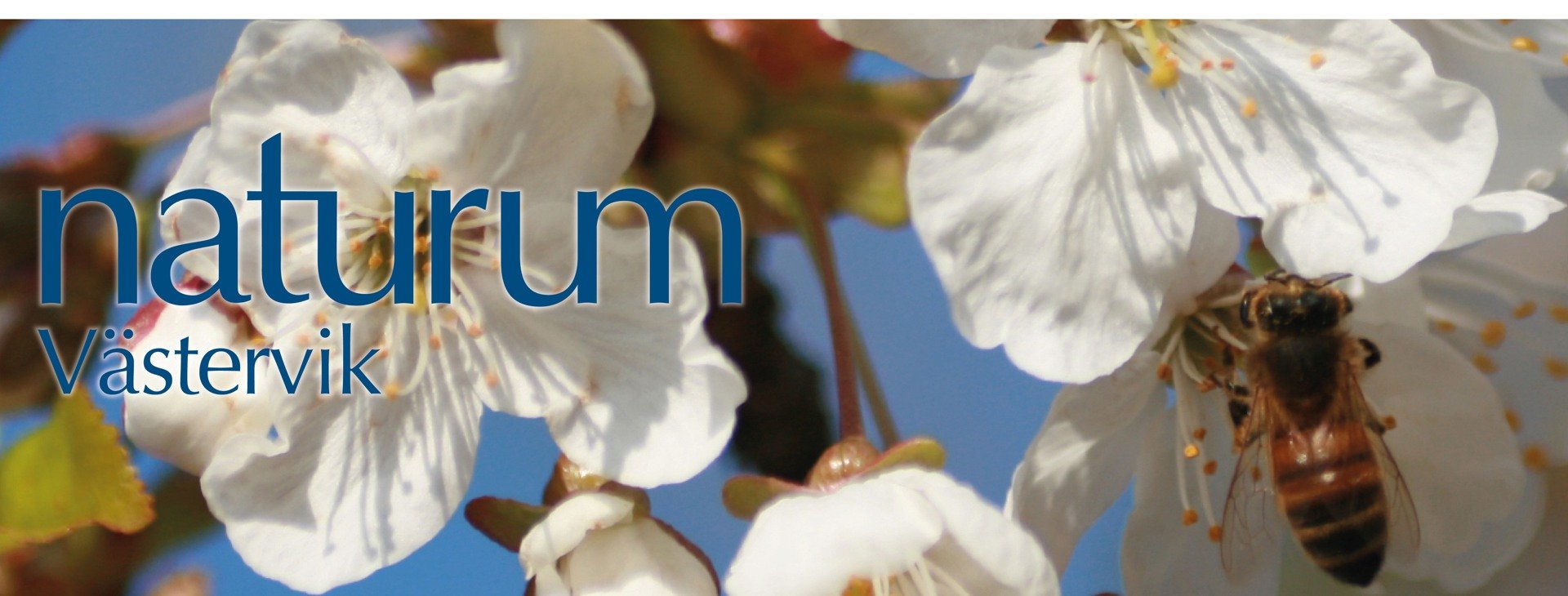 Bi på äppelblomma.