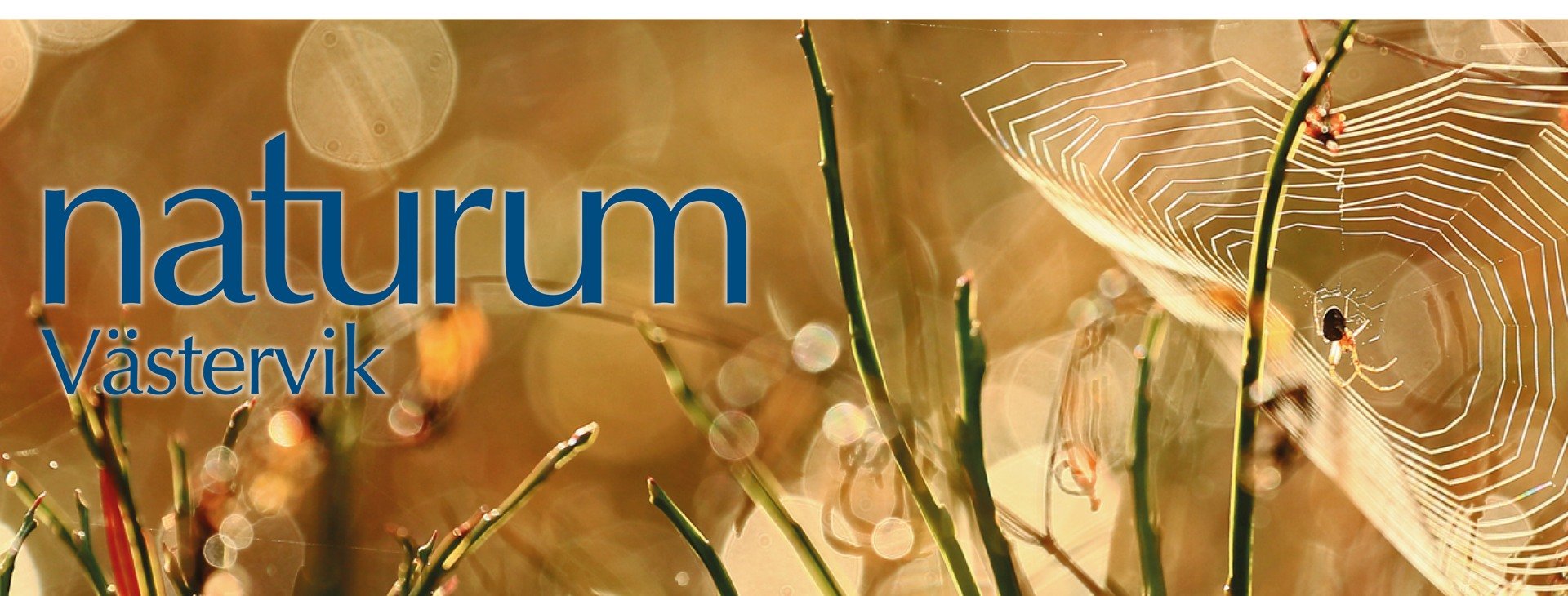 Blåbärsris med spindelnät.