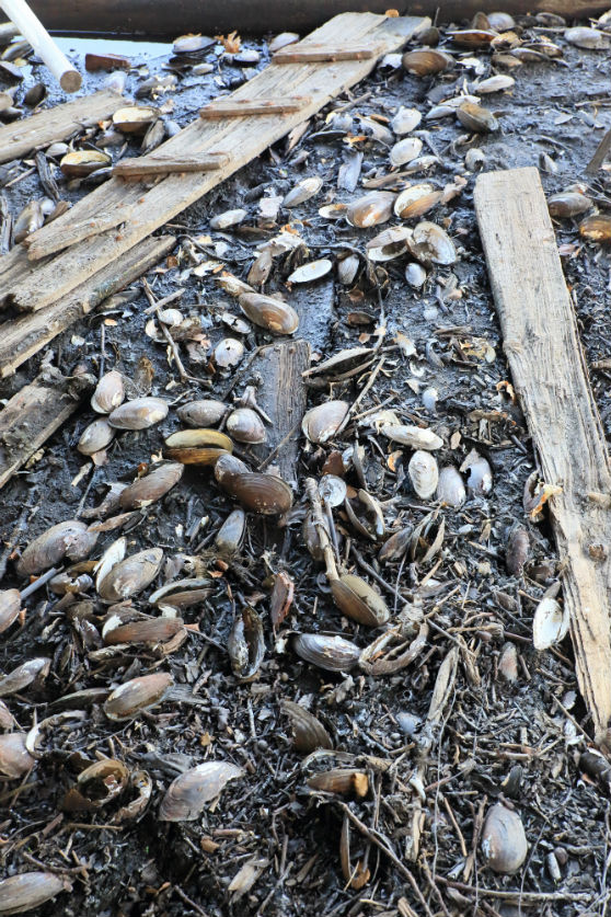 yxern med musslor på land